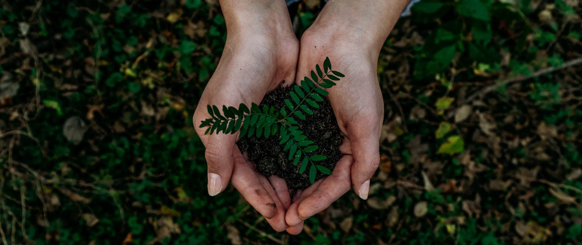 Zwei weibliche Hände halten eine kleine Pflanze