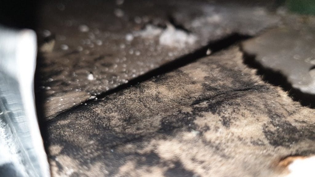 Schimmelbefall nach Wasser- & Fäkalschaden