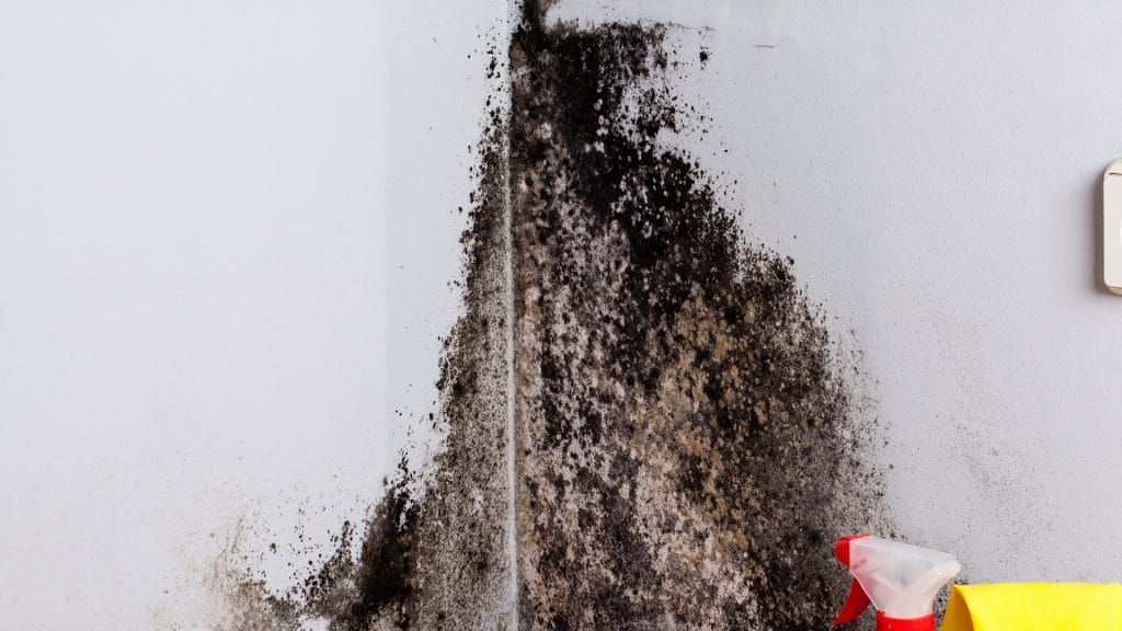 Image rapprochée de résidus de moisissures