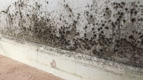 Post-Typhoon Cleaning Mistakes That Lead to Mould Infestations