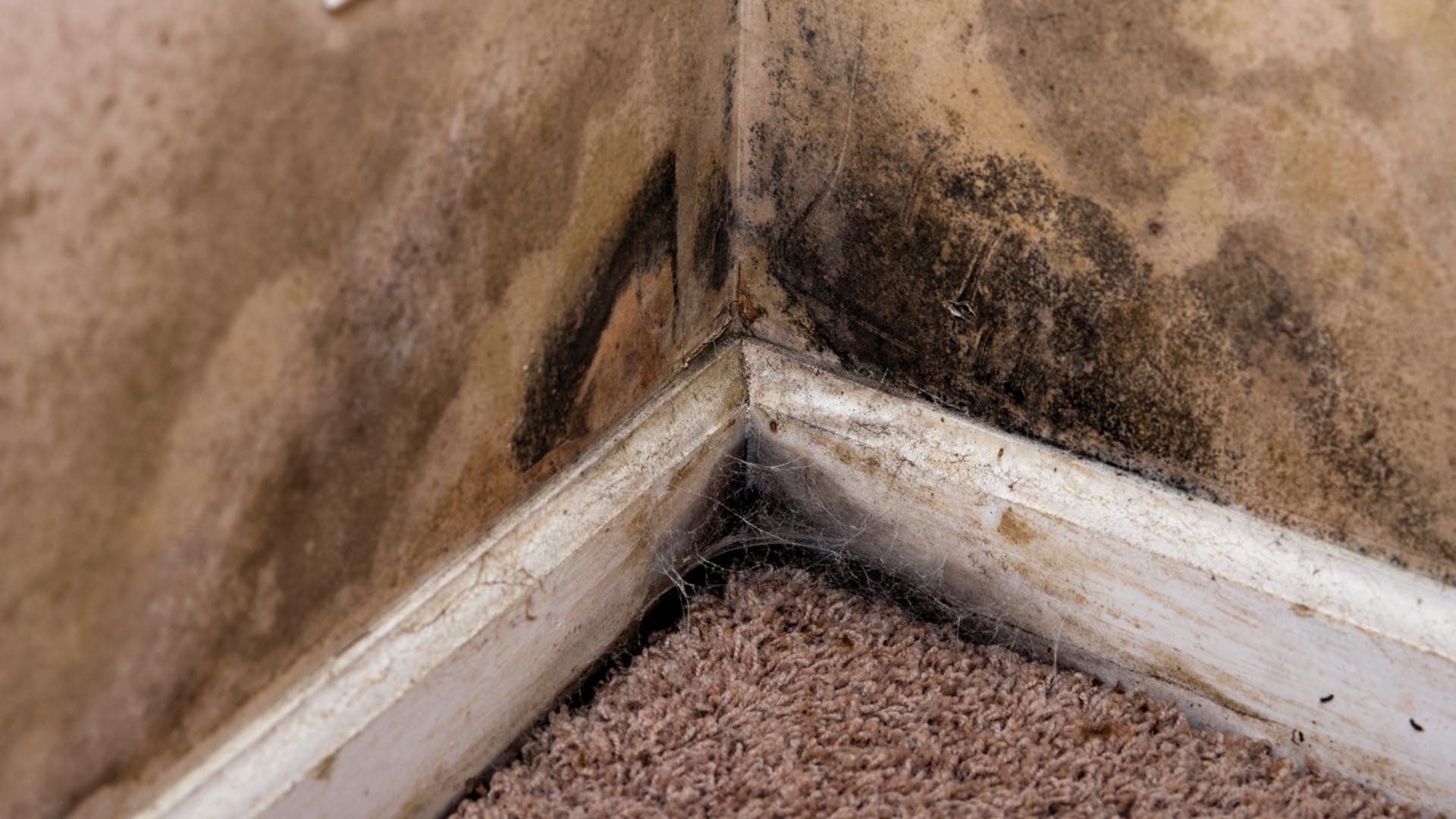 Mold in a corner