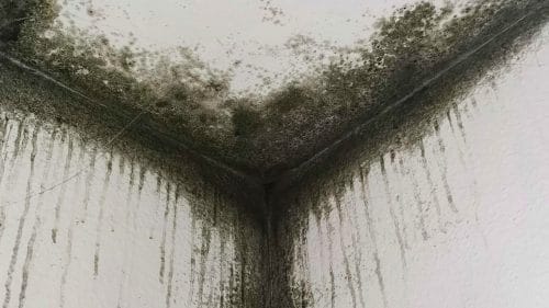 The Hidden Health Risks of Mould After Monsoon Flooding