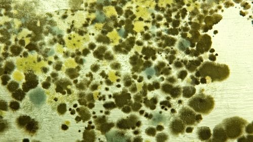 The Mould Lifecycle: Why Southeast Asia’s Climate is a Breeding Ground