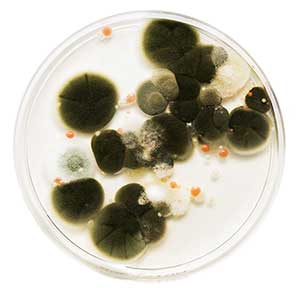 Mold spores growing in petri dish