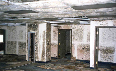 Mold in office