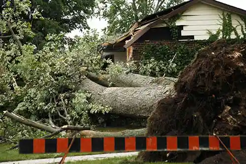 tree fall after storm
