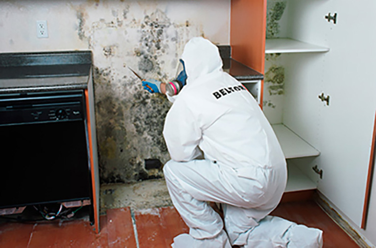 Who To Call For Mold Inspection