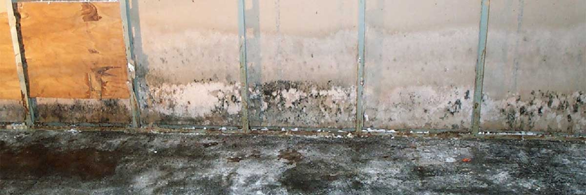 mold-on-wall