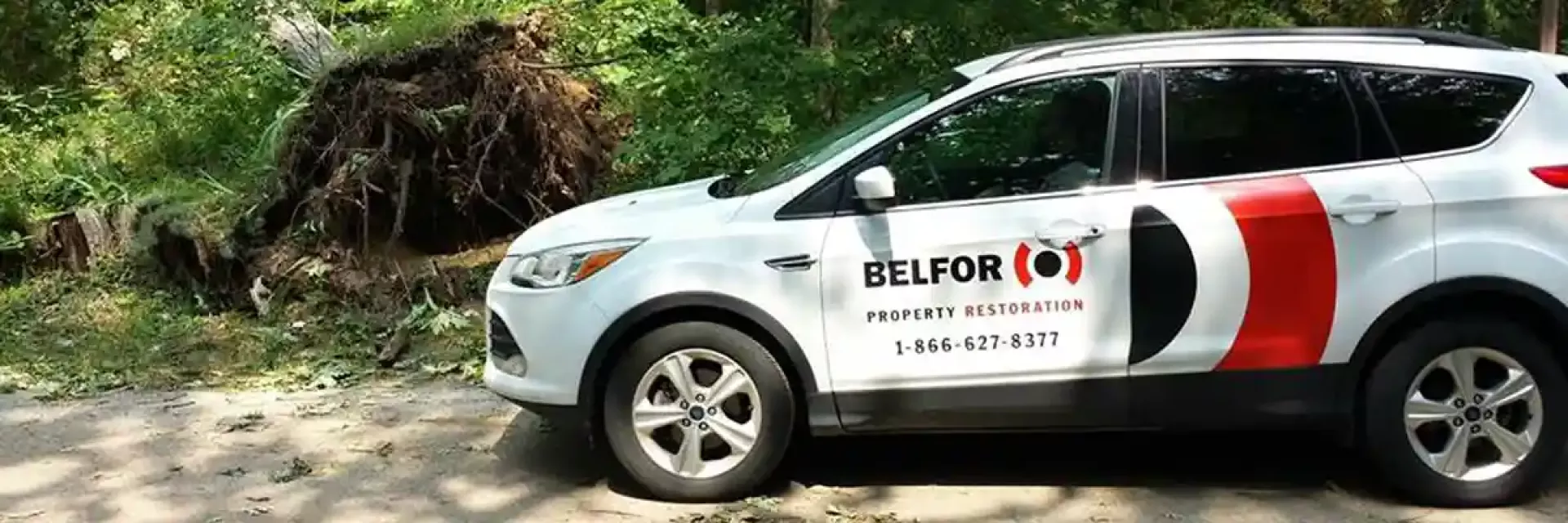 BELFOR Canada with fallen tree after storm
