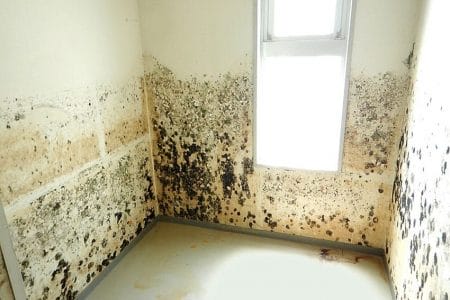 Why Ignoring Mold Stains Can Cause Significant Damage to Your Business