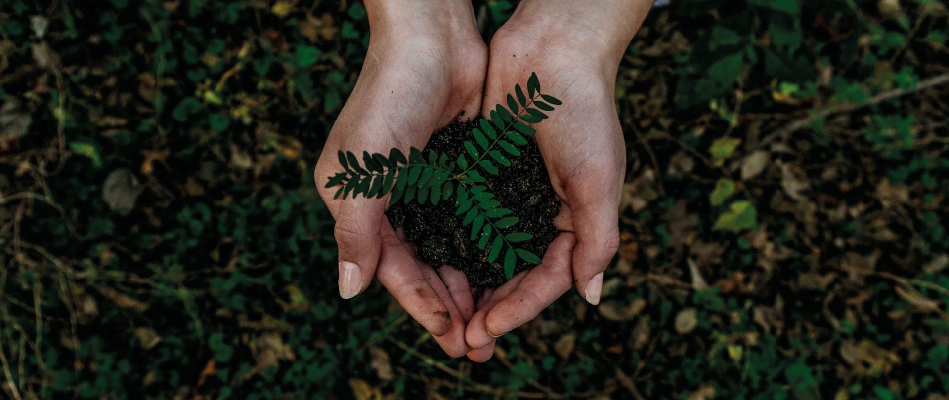 Two female hands holding a small plant