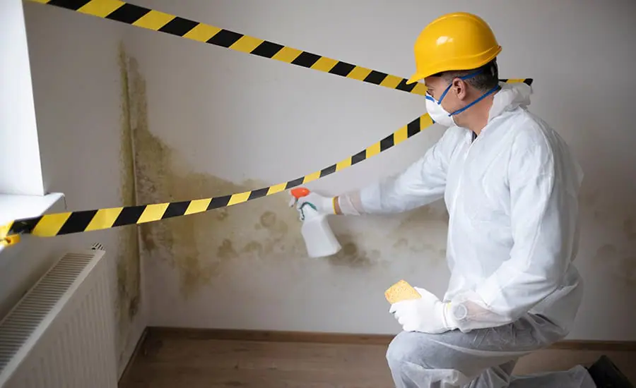 Mold Remediation