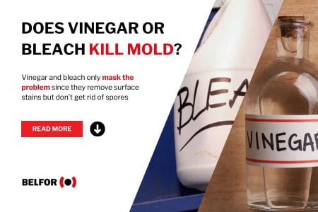 Does vinegar kill mold (hero image)