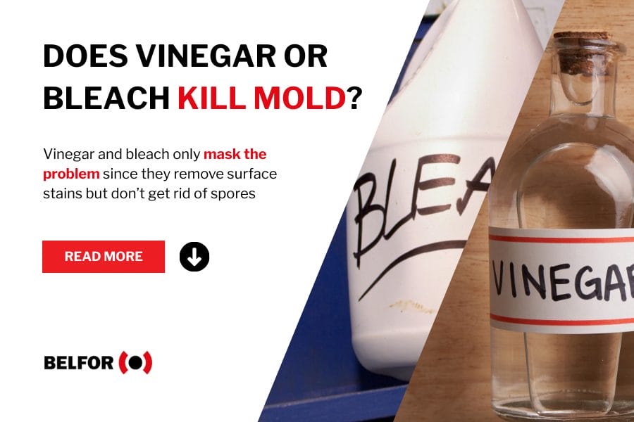 Does vinegar kill mold (hero image)