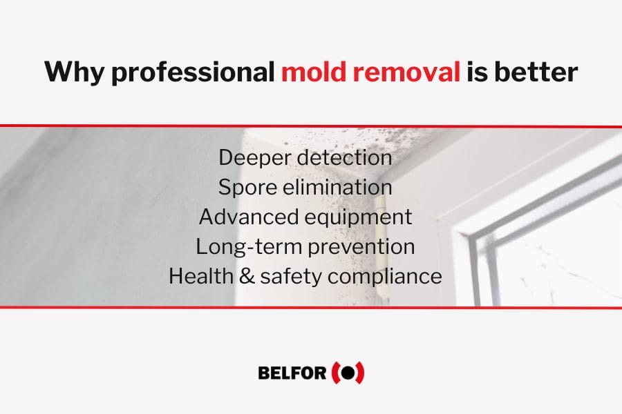 Why professional mold removal is better